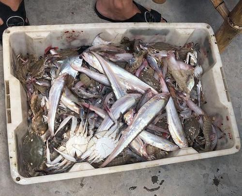  能值■这种鱼一斤能值500多，钓鱼人却把它给吃了，大家见过吗，求鉴定