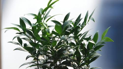  【驱蚊】这种植物被称为“活化石”在家养一盆,不仅好看还能强烈驱蚊!