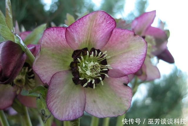 『越狠』适合养在阳台的3种花,晒得越狠开花越好,四季赏花不断,美极了