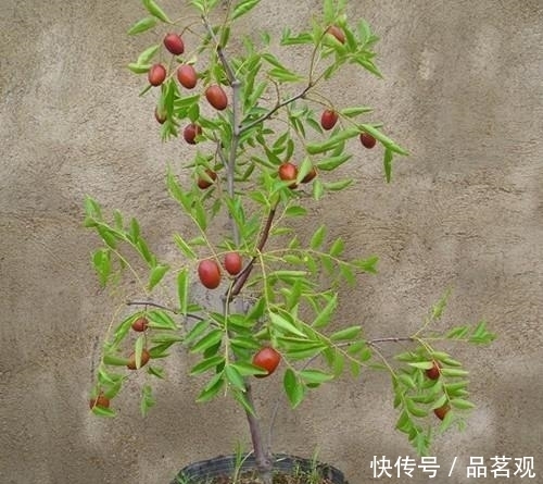 『种树』院子里不要乱种树,这6种树不仅能添福旺宅,还能招财纳福