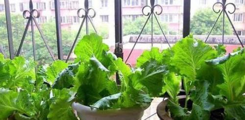  【盆栽】阳台养花太常见怎么办？就居家盆栽蔬菜，满足3点吃上健康美味