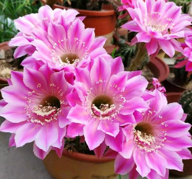  「养起来」现在就养4种花，越热开花越旺，花朵又大又艳，养起来还省心！
