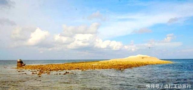 琼台礁发现珍稀植物本内苏铁,据说全世界