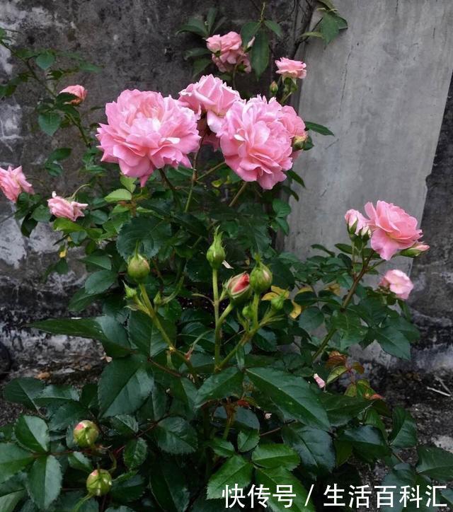 「光照」阳台光照好?养“3种花”,长成窗帘爬上墙,开花一片片,太美了