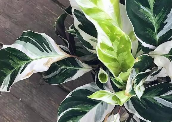  『夏季』夏季盆栽这4种植物，叶片一耷拉马上浇水，植株分分钟变精神