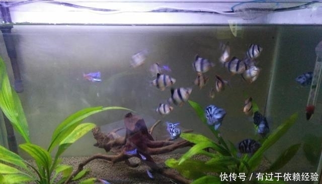  滤材也不如|养鱼不用下药可治疗鱼病的方法很多，为什么新鱼友不愿意去用？