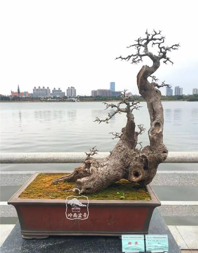 广州园艺博览会岭南盆景作品回顾