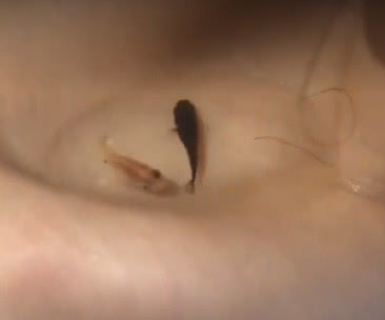 女子用身体养鱼，你肯定没见过