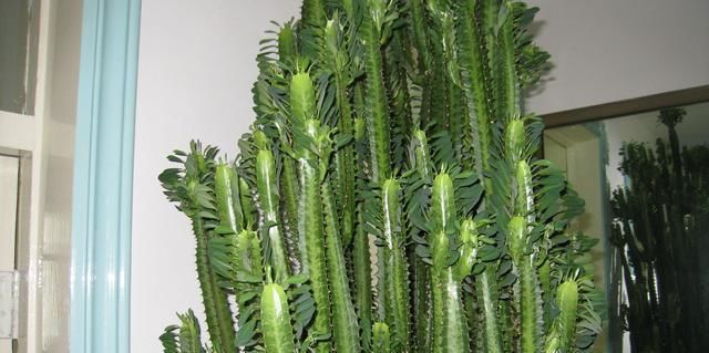  『仙人掌科植物』龙骨、量天尺、令箭荷花，是同一种植物吗？养护方法有什么不同？