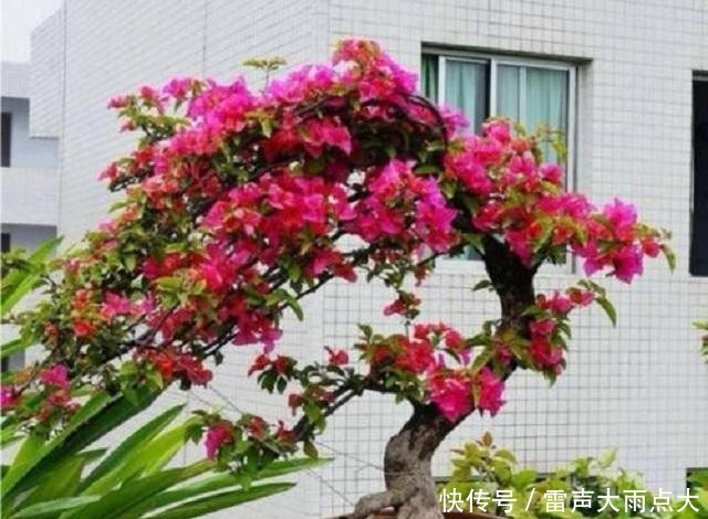  #红艳#家养1棵三角花老桩，枝头开花后红艳诱人，美得晃眼，邻居超羡慕