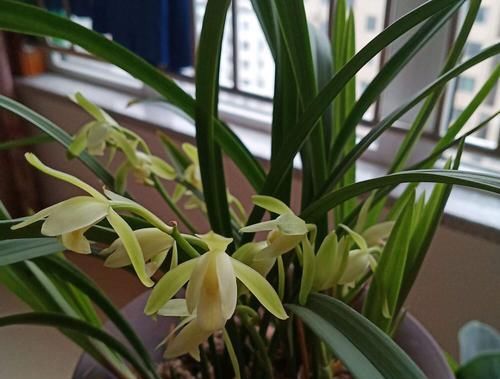 『把握』新手养兰花，把握几个关键点，兰花不黄叶烂根易出水晶头