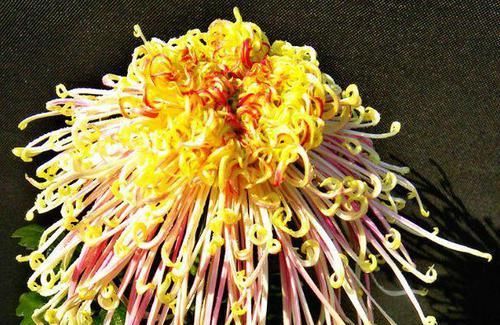  『美得』喜欢菊花，不如养盆“菊中珍品”盘龙尽染，开花不停，爆盆好养