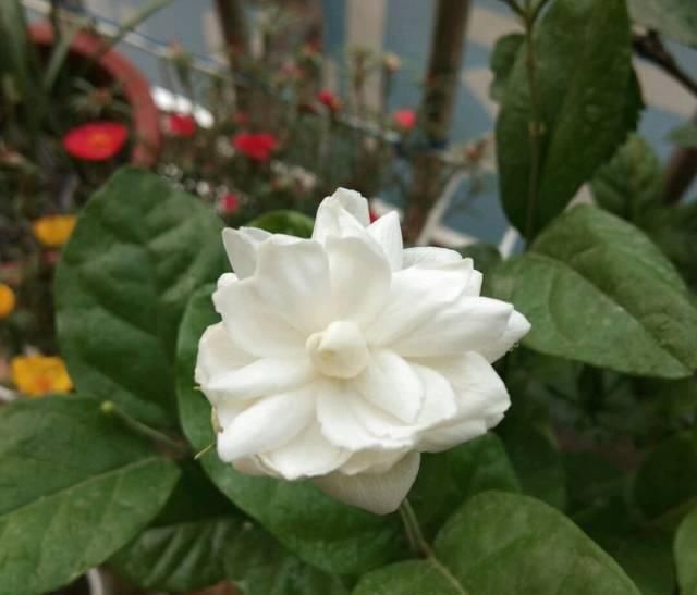  『盆土』茉莉花养护的四个关键点，修剪施肥有妙招，枝繁叶茂开花爆盆