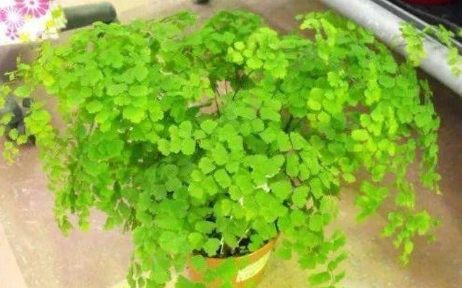 『富贵』家养5种旺运花,富贵好运财源滚滚来,懂花的人都在养