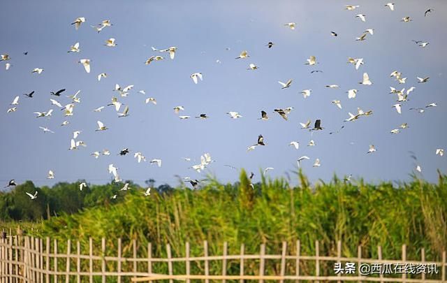  泉城：济西国家湿地公园“山东最美公园”，泉城济南的新名片
