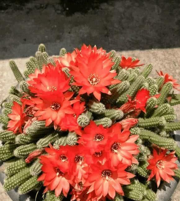  『根枝』这花长得像毛毛虫，掐根枝就活，1个月爆满大缸！