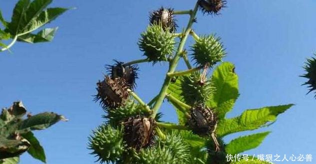 农村一种“剧毒”的野果，现在却可以成为发家致富的宝贝！