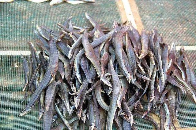  「泥鳅」农村一种体型像刀的鱼，市面上70元1斤，为何没人敢养？