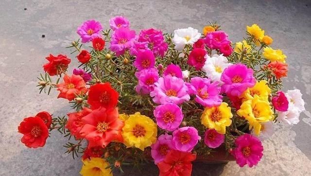  [漂亮]这花漂亮好养耐热，不用播种不用苗，掐几个枝条，随便就能种多盆