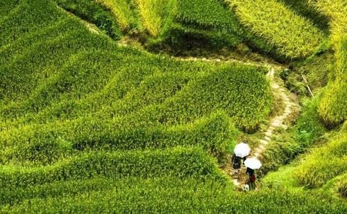 农村创业要小心，遇到这几个项目千万别上当，否则会血本无归