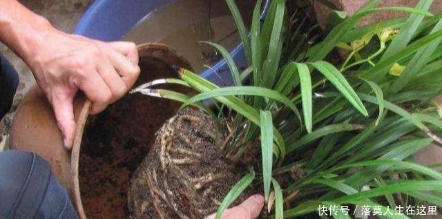 glevel_3"春天换盆季,3个情况需谨慎,不然换一盆死一盆