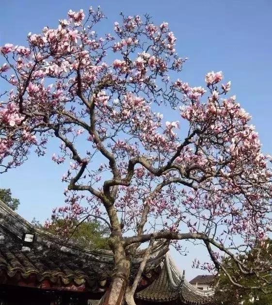  『观赏价值』庭院中种什么树木最合适，千万别种错了！