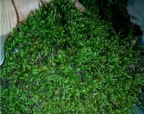  「高温」兰花盆里的苔藓需要去掉吗？说兰花盆面不能铺苔藓的都是小气鬼