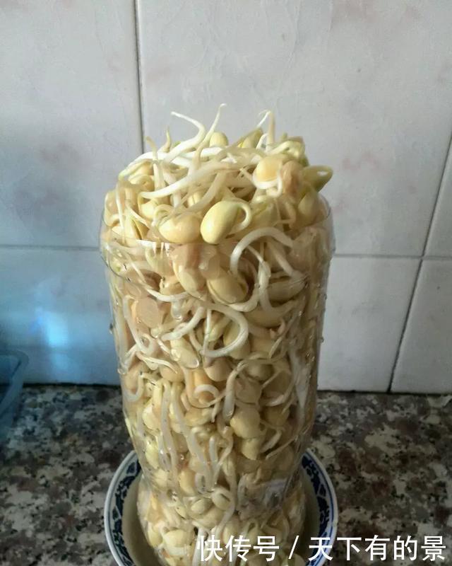 养花■想吃豆芽,1个“可乐瓶”就能做,只花豆子钱,7天就行!