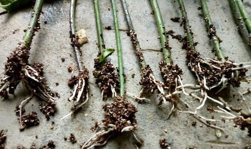  『扦插』扦插百香果总是腐烂不生根？只需一个泡沫箱，15天发芽，30天生根