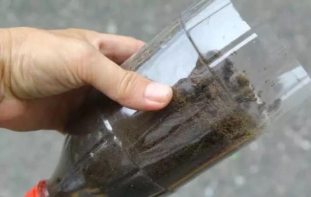 「番茄」春天来了,用塑料瓶种菜,自给自足,每个人都可以学会!