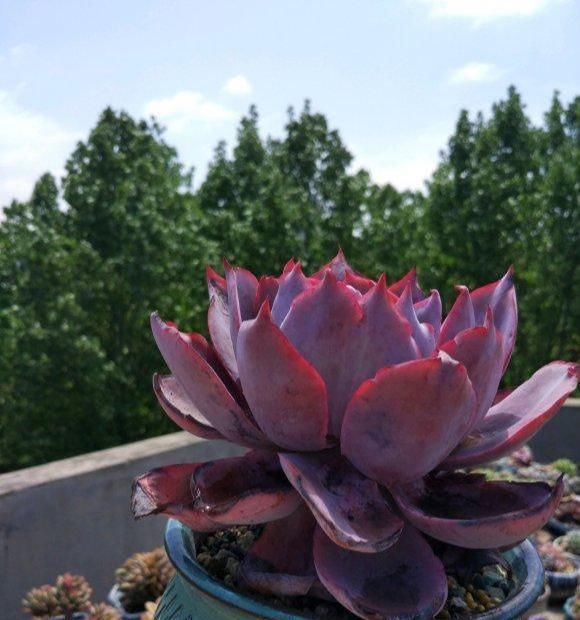  边缘少量：夏天多肉植物病虫害肆虐,掌握3个小技巧,让肉肉远离病虫害!