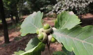 『救命』此树是南方的“救命树”，一到秋冬果子落满地，既能吃还可当玩具