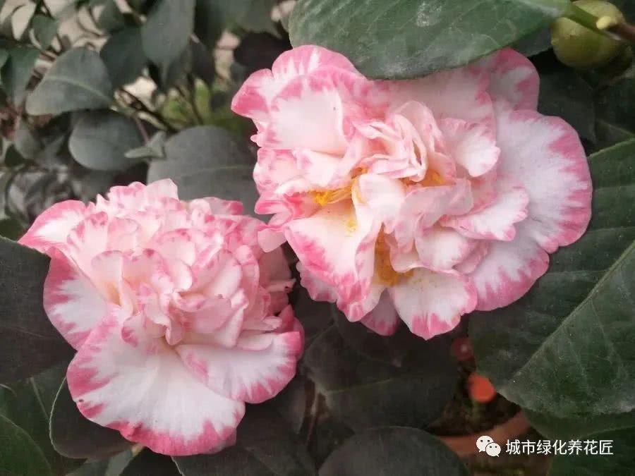  #技巧#茶花在新芽期怎么施肥，薄肥多次旺芽是关键，茶花安全施肥技巧