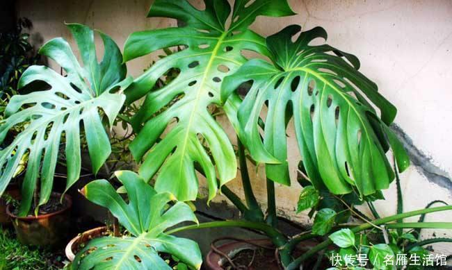 「绿植盆栽」“3种”盆栽,常年翠绿,有生机还好养活,你在养吗?