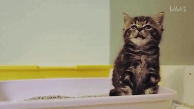 「小豹猫」啊啊啊不行了我被这部「猛男必看」萌化了