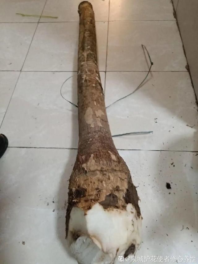  「溶液里浸泡」1粒小药片，碾碎丢水里，花像吃了兴奋剂疯长！