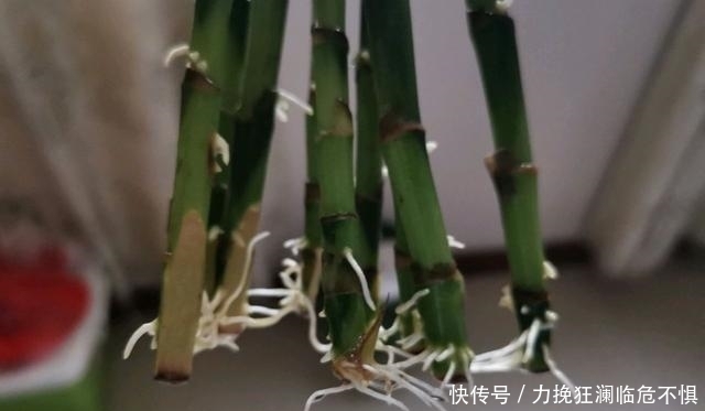 「水培」水培的富贵竹,为什么会突然出现根基腐烂?