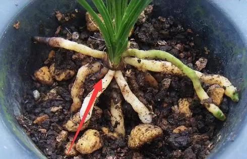  【养护兰花】兰花养护细节，先养便宜货，搭配老四样，轻松养出精品兰