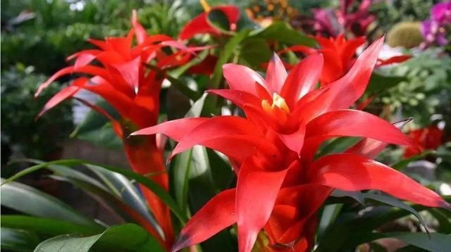  「好运」3种花适合家养，开花漂亮味道香，室内养一盆，改善环境纳好运