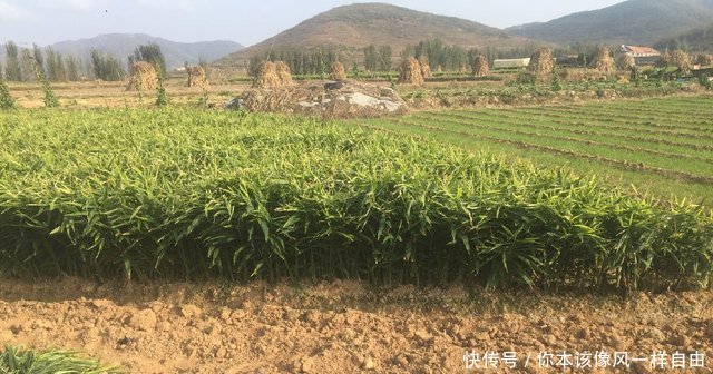 农民地里种它，亩产八千斤，一斤价格2元以上，亩收入万元