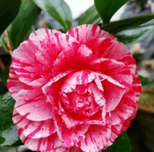 『烂花』已经开花的茶花盆栽喷水后花苞枯萎,黄叶烂花,还有救的可能吗?