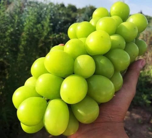  叫苦@刚引入我国一斤120，现在跌下神坛，收购价跌到4元，农民叫