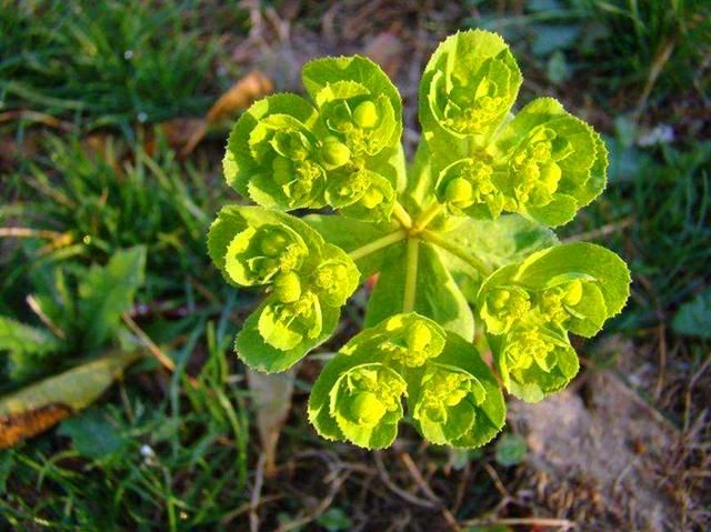 农村一种野草，误当成杂草，药用价值不低估