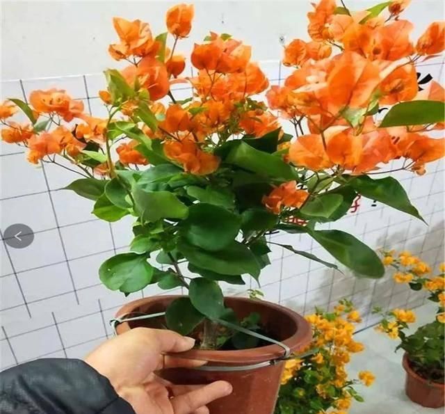  「暗斑夕阳红」这13种三角梅被称“开花机器”小苗就不断开花，适合阳台盆栽