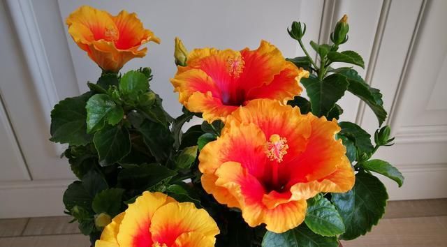  [休息]此盆栽号称“开花劳模”，全年花开不休息，种植简单，你值得拥有