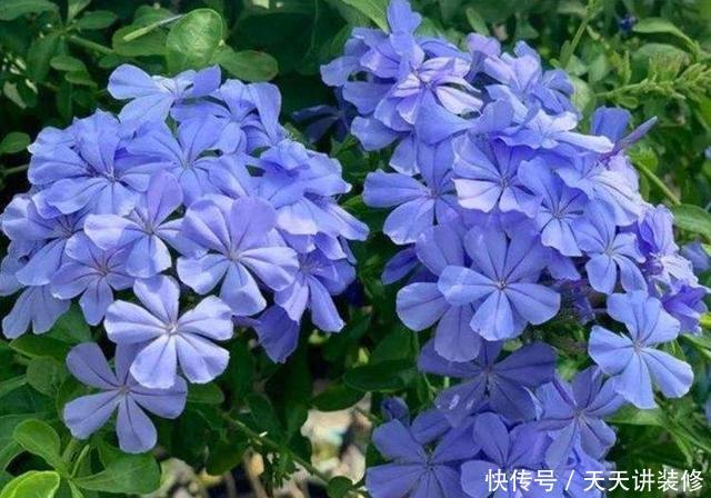  种喜光：夏天烈日太厉害，就养4种喜光花，一口气开花200天，花量巨大