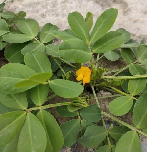  『把花生米』她用几粒花生米，种出一盆大花生，冒出来的豆芽根忒好看！