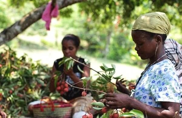 非洲贵族才能吃到的奢侈水果，中国人引进以后，如今却泛滥成灾！
