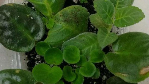 『豆瓣绿』这四种花别再傻傻的买了!折一片叶子,照样能生根发芽开花!