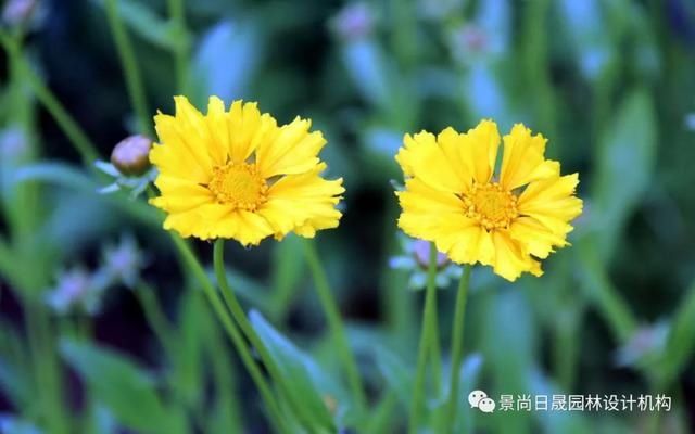 『适合』适合庭院种植的27种常用宿根花卉